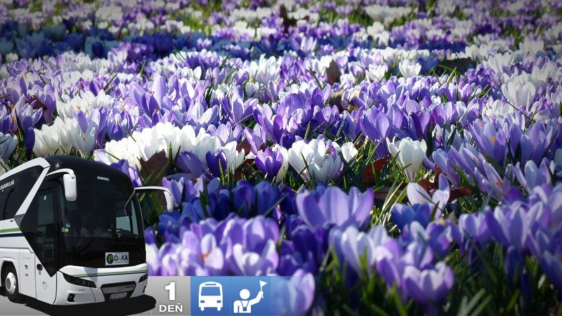 Kvitnúce krokusy v Chocholovskej doline a relax v termáloch