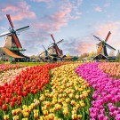 Hotel Oasis Bungalows