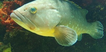 Viedeň očami detí