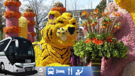 Zájazd do Holandska s návštevou korza Bloemen Corso