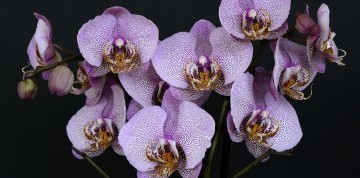 Výstava orchideí a prehliadka Viedne