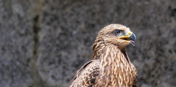 Sokoliarska show na zámku Rosenburg a Kittenbergské záhrady