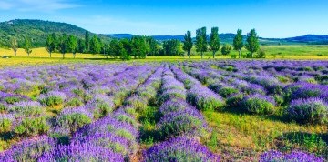 Levanduľové týždne v Tihany