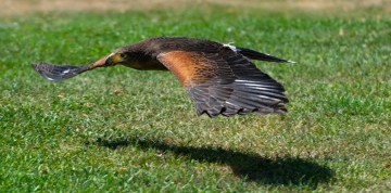 Sokoliarska show na zámku Rosenburg a Kittenbergské záhrady