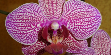 Výstava orchideí a prehliadka Viedne