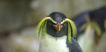 Viedeň očami detí