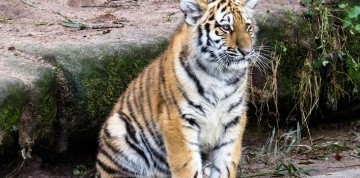 Show delfínov a ZOO v Norimbergu