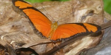 Viedeň očami detí