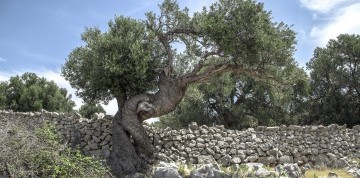 Celodenné kúpanie v Chorvátsku na Pagu