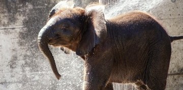 Viedeň očami detí