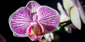 Výstava orchideí a prehliadka Viedne