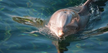 Show delfínov a ZOO v Norimbergu