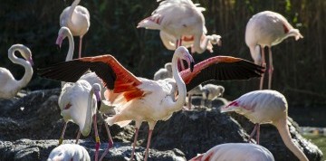 Viedeň očami detí