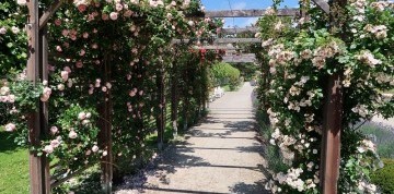 Badenské dni ruží v Baden bei Wien