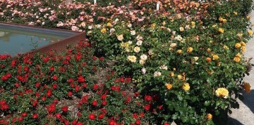 Badenské dni ruží v Baden bei Wien