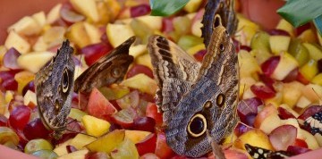 Viedeň očami detí