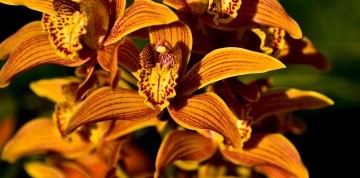 Výstava orchideí a prehliadka Viedne