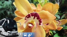 Výstava orchideí a prehliadka Viedne