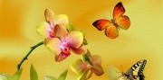 Výstava orchideí a prehliadka Viedne