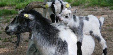 Deň na zámku Herberstein s návštevou ZOO